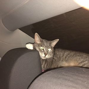 Meet your Posher, Pendaless